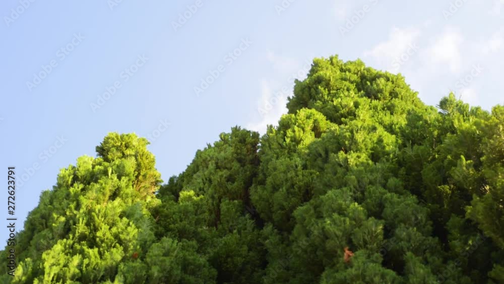 Thuja tree top up below perspective