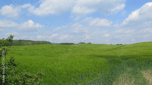 Green barley field on sunny spring day
