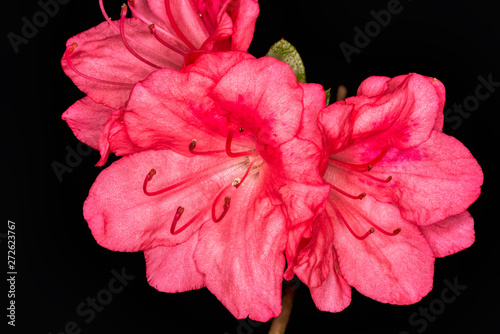 Deep Pink Flower Black Background