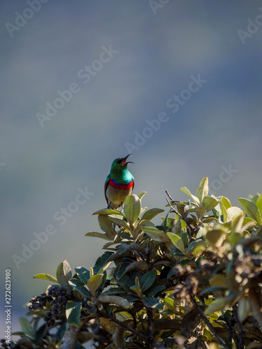 Southern double-collared sunbird or lesser double-collared sunbird (Cinnyris chalybeus). Cape Point. Cape Town. Western Cape. South Africa