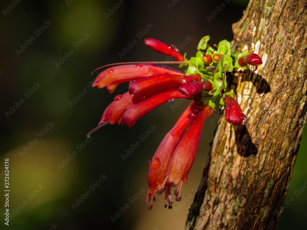 Tree fuchsia or white olive (Halleria lucida) showing typical flower growing on stem or branch). George. Garden Route. Western Cape. South Africa Tree fuchsia or white olive (Halleria lucida) showing typical flower growing on stem or branch). George. Garden Route. Western Cape. South Africa