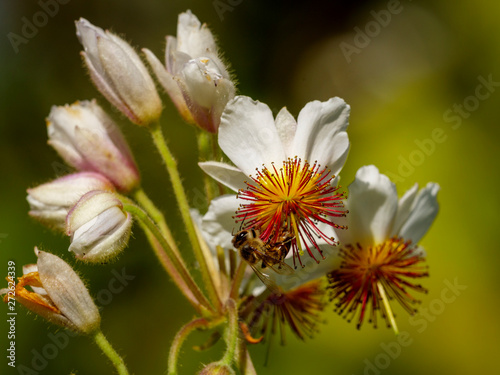 Honey bee gathering pollen on a  Cape stock rose  wild stock rose  African hemp or Cape hollyhock  Sparrmannia africana . George. Garden Route. Western Cape. South Africa