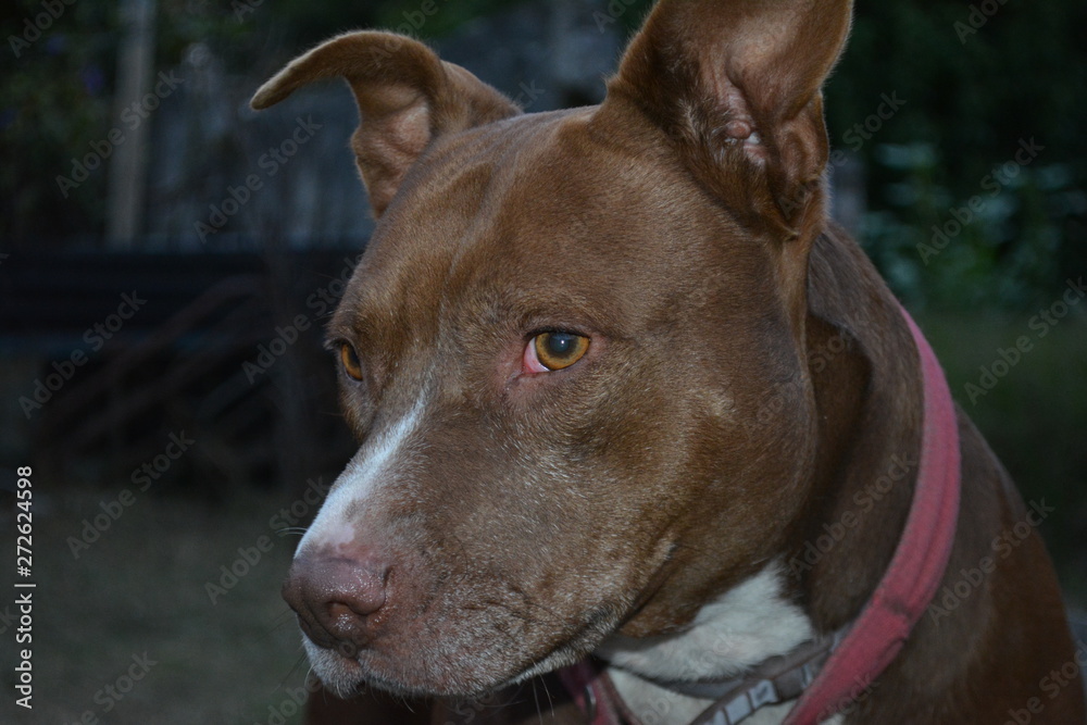 Perro pitbull Perro pitbull