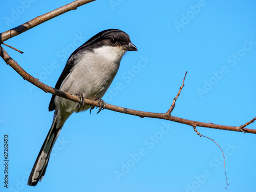 Southern fiscal, common fiscal or fiscal shrike (Lanius collaris). George. Garden Route. Western Cape. South Africa