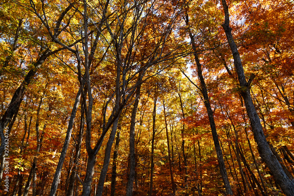 Fototapeta premium 秋の森