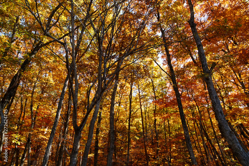 秋の森 © Tomory