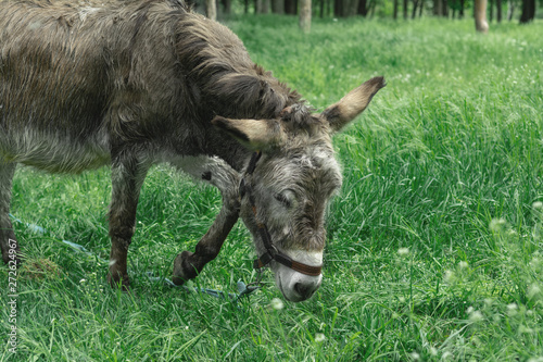 Sad, tortured donkey on a leash on the background of green grass. Close up portrait donkey