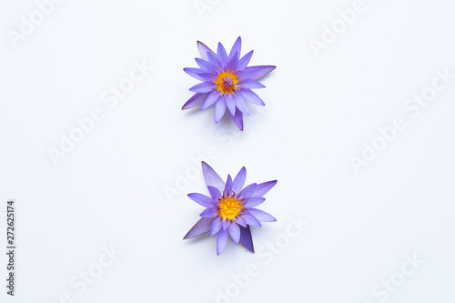 Purple lotus flower blooming on white background.