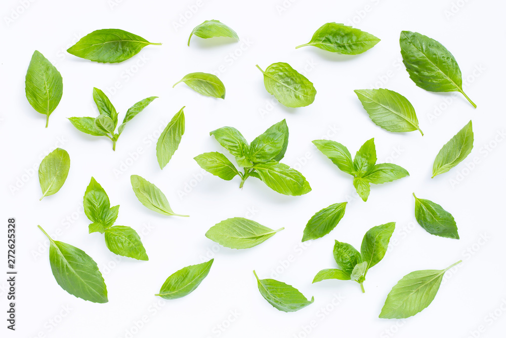 Fresh basil leaves on white.