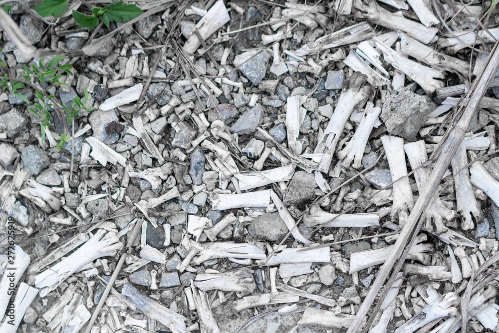 The chicken bone fragments were left behind. The chicken bone fragments were left behind.