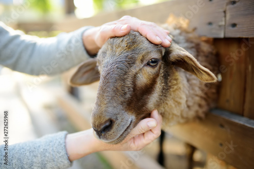 Woman petting sheep. People in petting zoo. Person having fun in farm with animals.