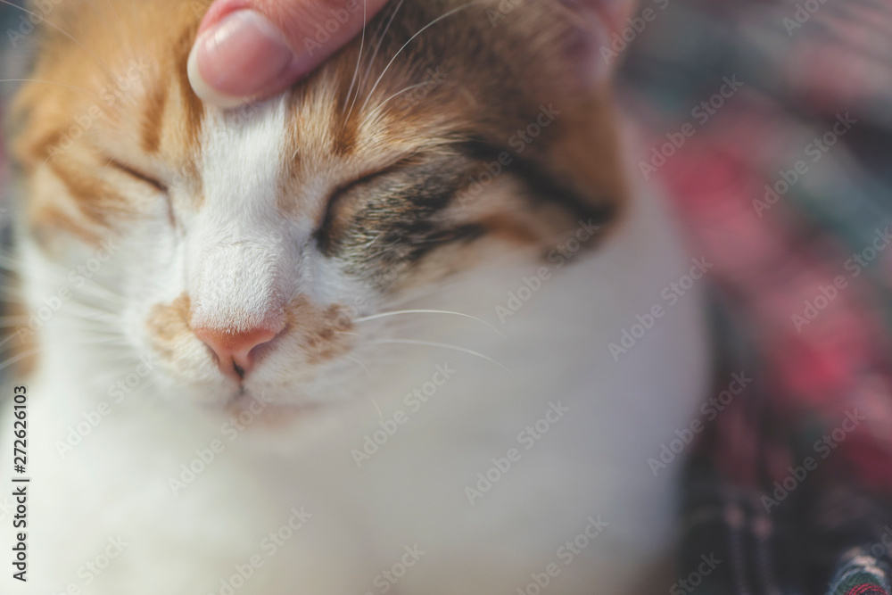 Calico cat and her owner in love, cat love, pet care, close up