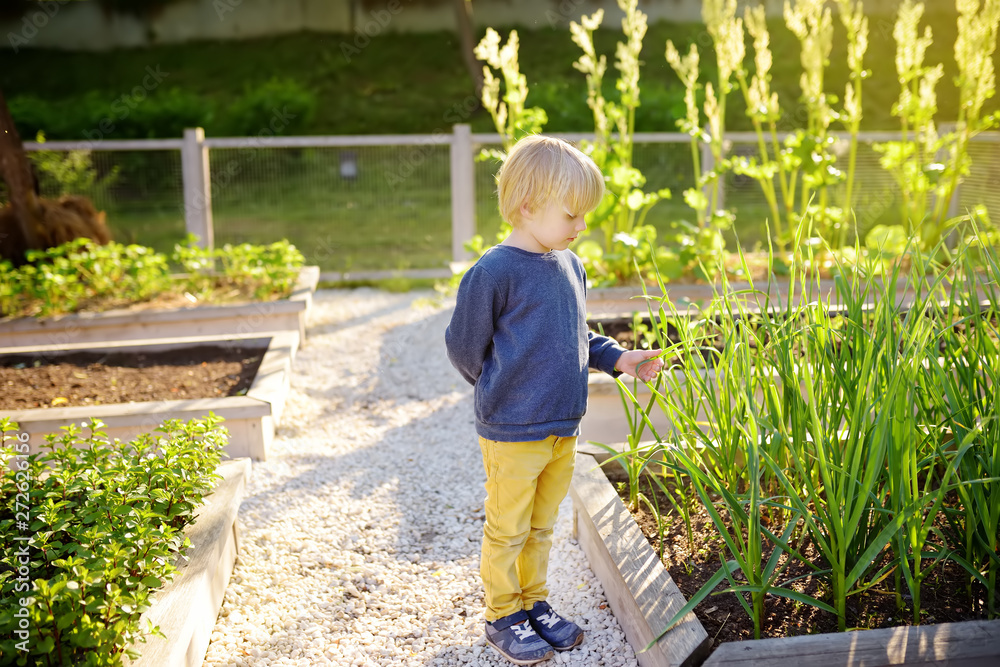 Little child is in community kitchen garden. Raised garden beds with plants in vegetable community garden. Little child is in community kitchen garden. Raised garden beds with plants in vegetable community garden.