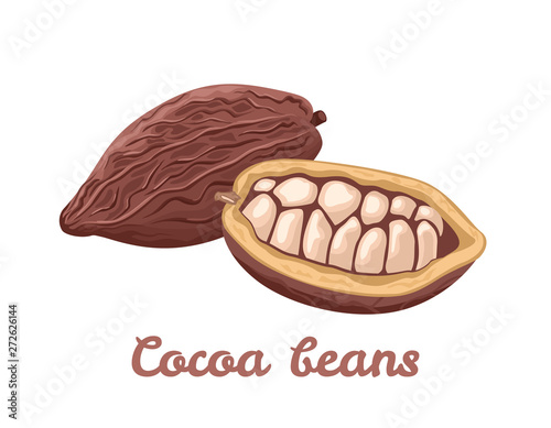 Cocoa beans isolated on white background. Vector illustration of superfood in cartoon flat style.