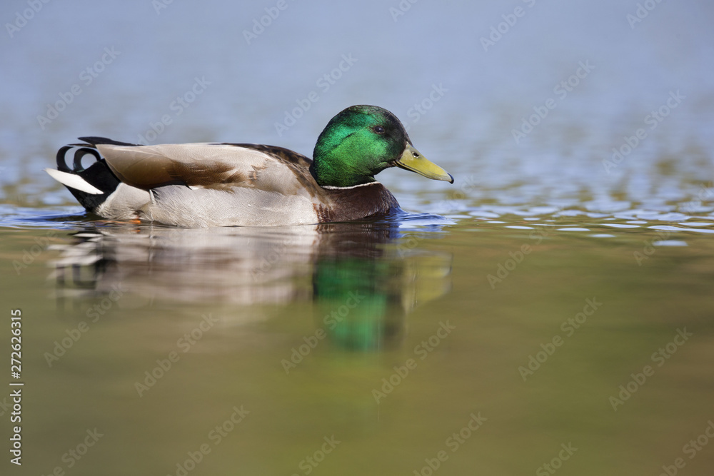 Obraz premium A adult male mallard (Anas platyrhynchos) duck swimming and foraging in a city pond in the capital city of Berlin Germany.