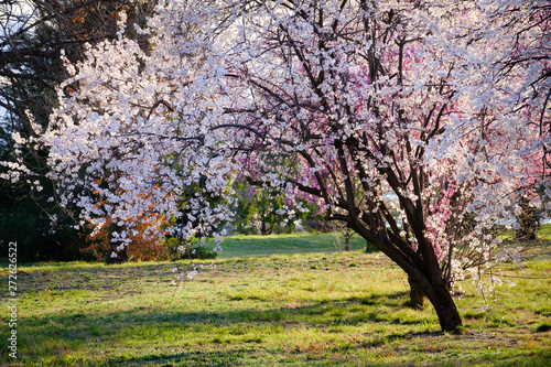 Flower Blossoms in Spring Bloom, Canberra ACT