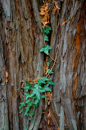 Leaves nestled in the trunk of a redwood tree. Canberra ACT. photo