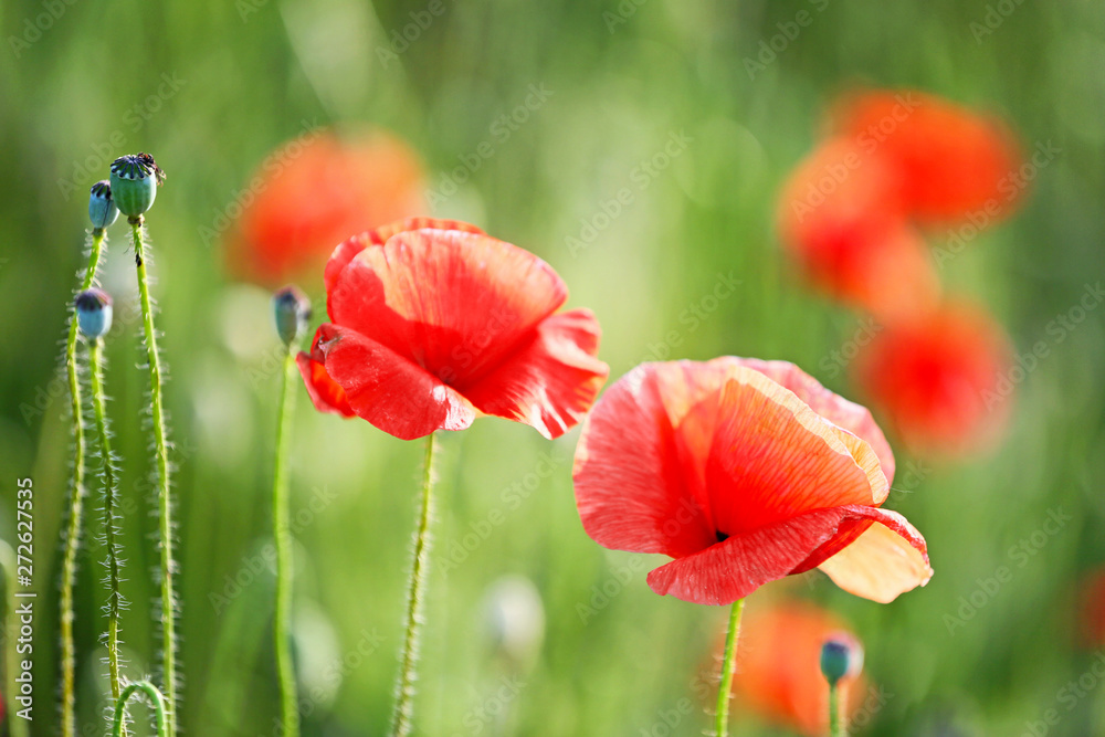 Obraz premium Beautiful red poppy flowers in green field