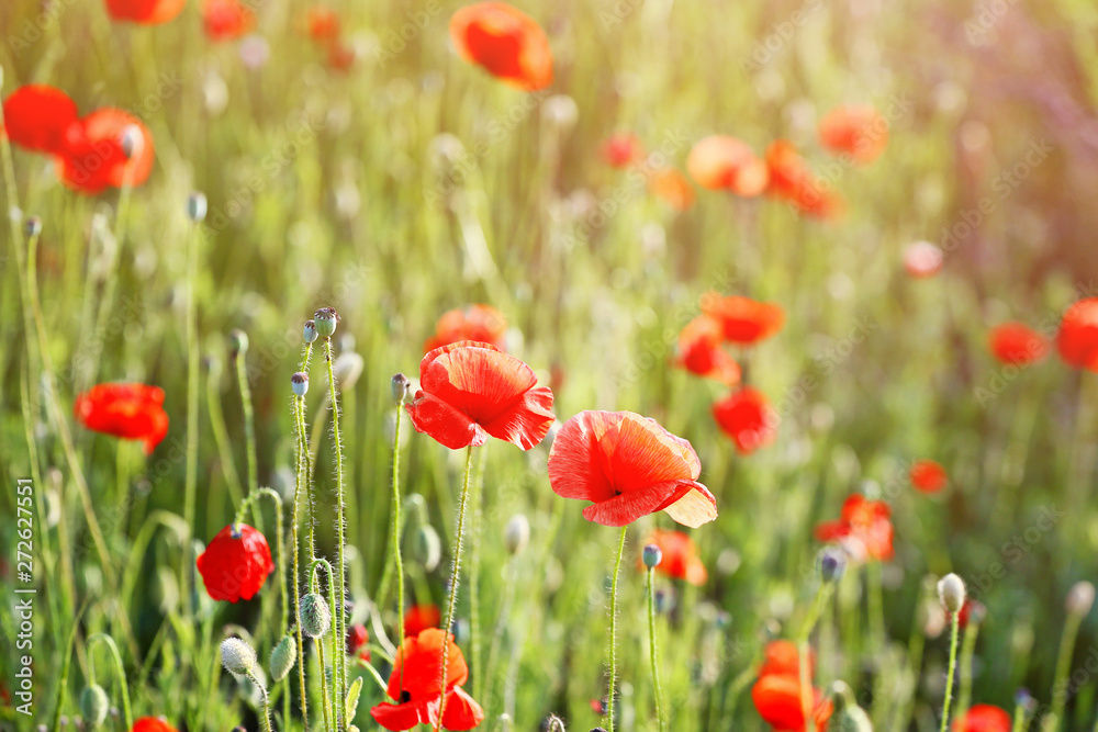 Beautiful red poppy flowers in green field