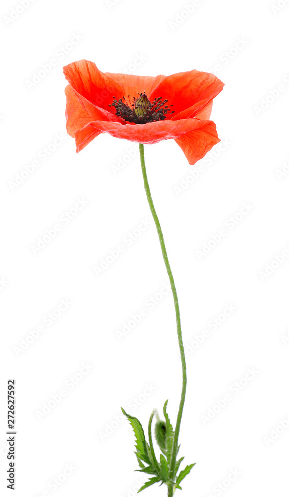 Naklejka premium Beautiful red poppy flower on white background
