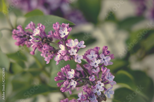 spring twig of blooming purple lilac with green leaves