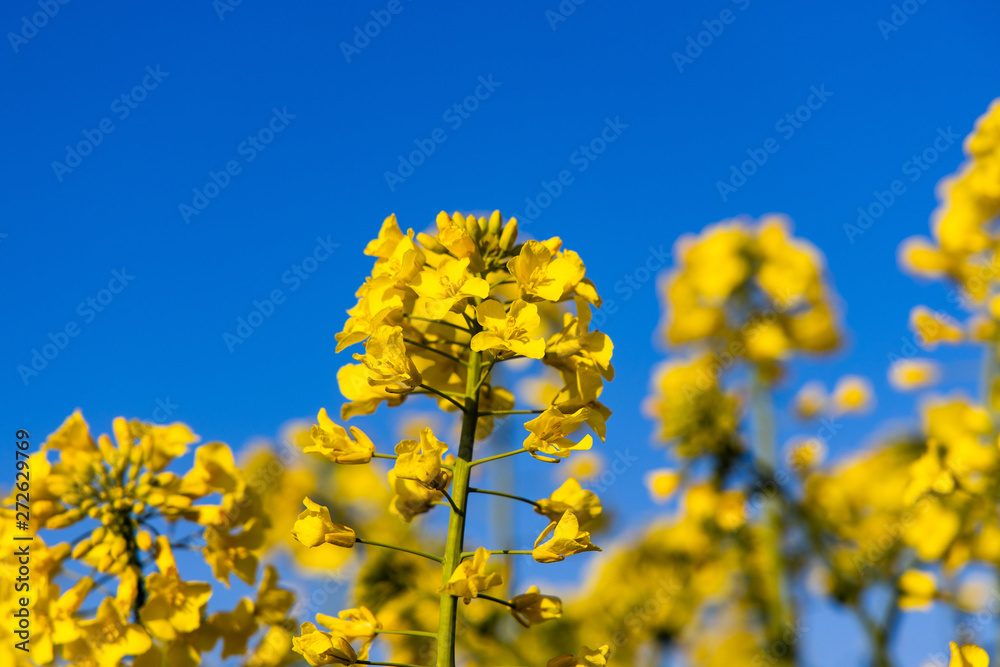 calm minimalistic yellow spring rape field against a blue cloudless idyllic sky - obrazy, fototapety, plakaty 