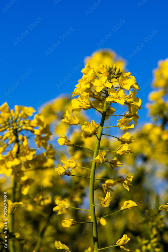 calm minimalistic yellow spring rape field against a blue cloudless idyllic sky calm minimalistic yellow spring rape field against a blue cloudless idyllic sky