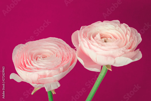 Wallpaper Mural Two Pink colored feminine peony, rose or buttercup flowers with delicate layered petals close up on burgundy pink. Natural spring or summer greeting card with copy space Torontodigital.ca