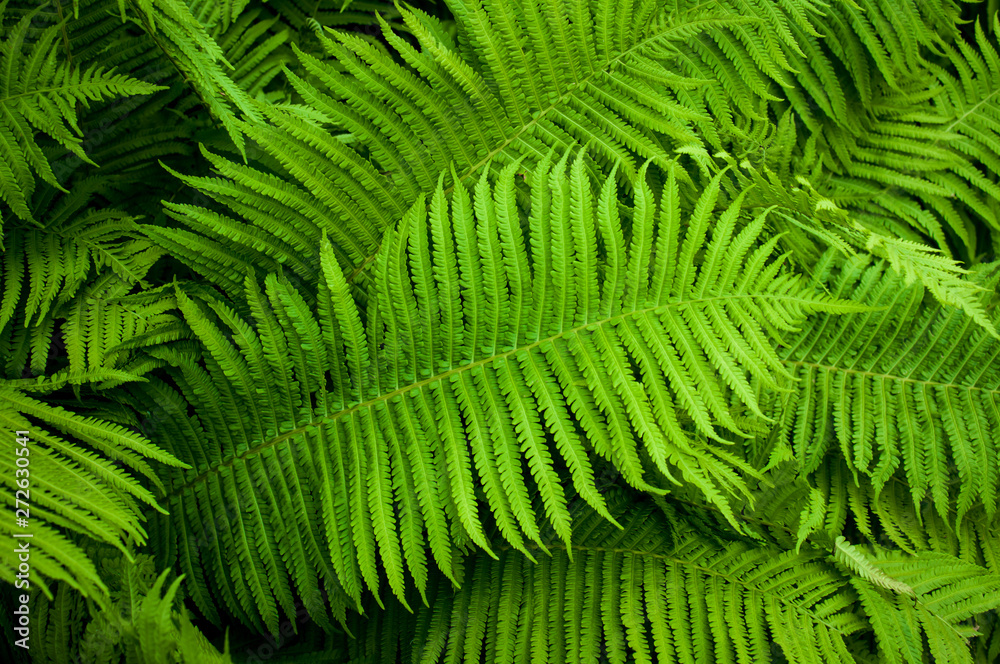 Beautyful fern foliage.