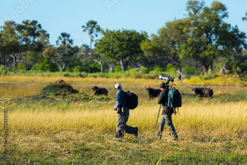 The African buffalo, affalo, nyati, mbogo or Cape buffalo (Syncerus caffer), Okavango Delta, Botswana, Africa photo