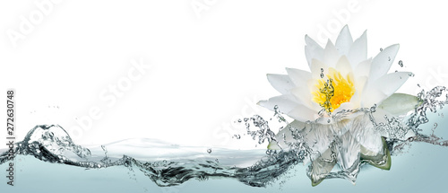 Lotus flower in spray of water.