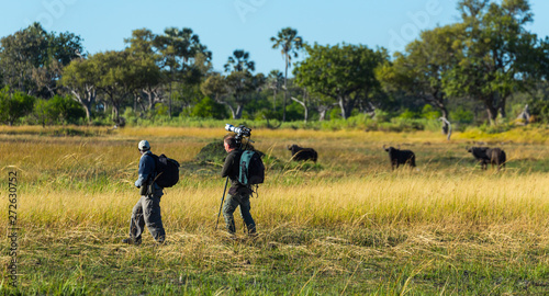 The African buffalo, affalo, nyati, mbogo or Cape buffalo (Syncerus caffer), Okavango Delta, Botswana, Africa photo