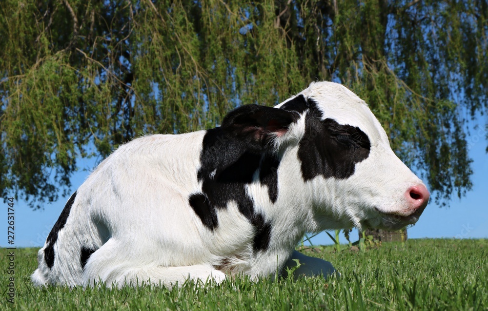 Day old Holstein calf laying in the grass in front of weeping willow tree Day old Holstein calf laying in the grass in front of weeping willow tree