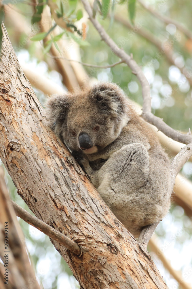Vertical of Koala, Phascolarctos cinereus, resting Vertical of Koala, Phascolarctos cinereus, resting