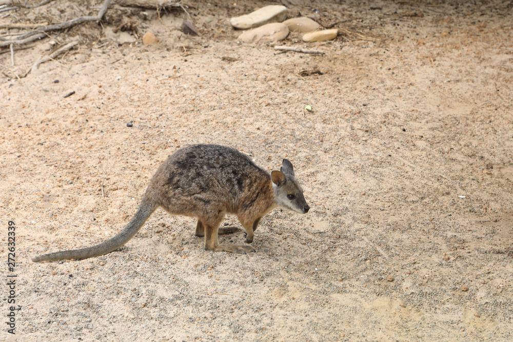 Wild Tammar Wallaby, Macropus eugenii Wild Tammar Wallaby, Macropus eugenii