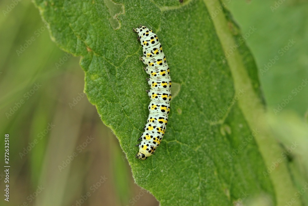 Raupe des Königskerzen-Mönchs (Cucullia verbasci)