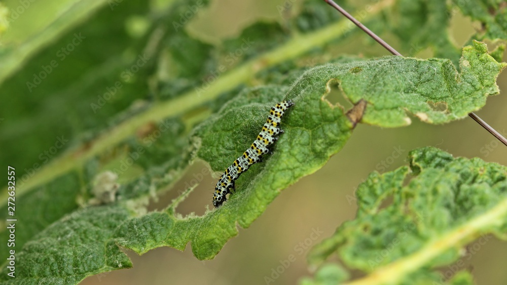 Naklejka premium Jungraupe des Königskerzen-Mönchs (Cucullia verbasci)