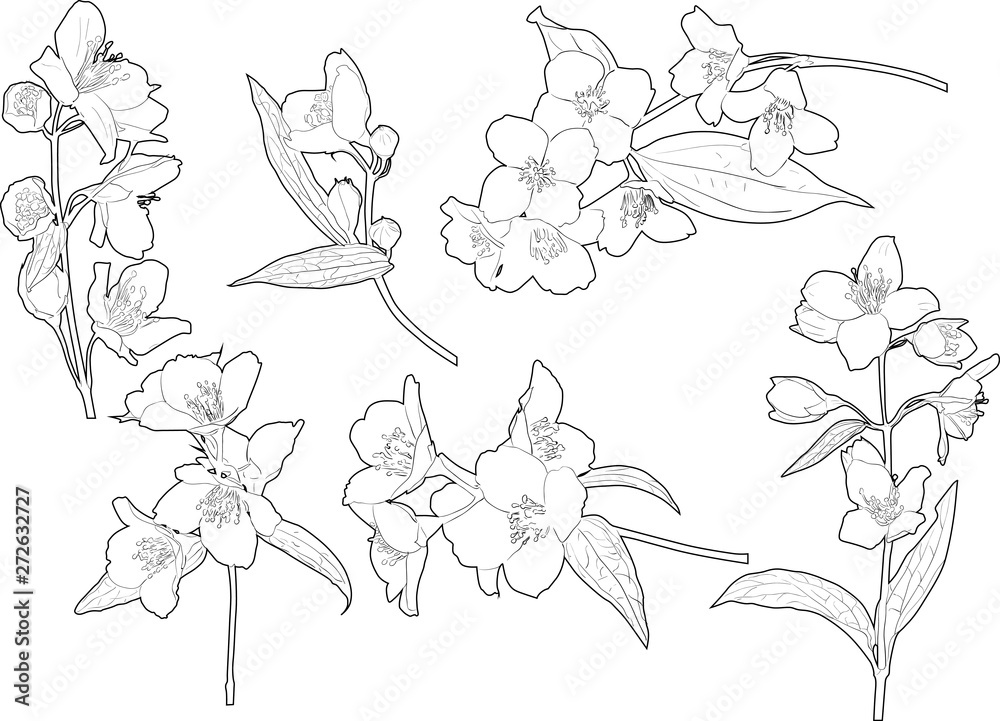 six black jasmin spring branch outlines six black jasmin spring branch outlines