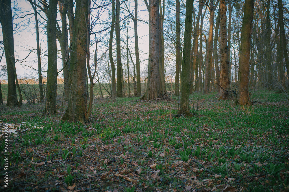Evening walk to the lakes to tear wild garlic Evening walk to the lakes to tear wild garlic