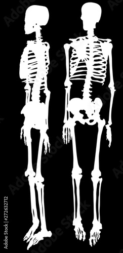 two white isolated silhouettes of skeleton