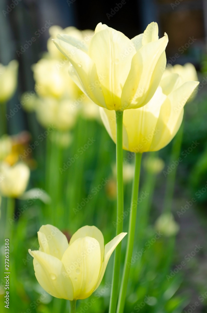 Fototapeta premium yellow tulips in the garden