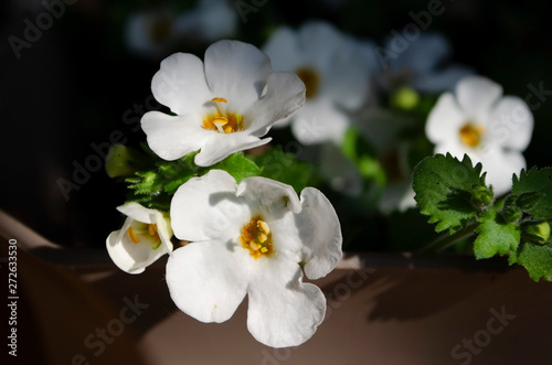 white flowers on green background