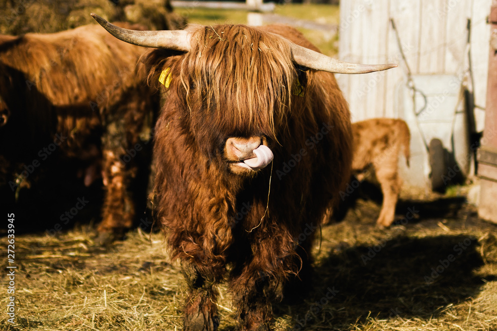 Furry highland cow