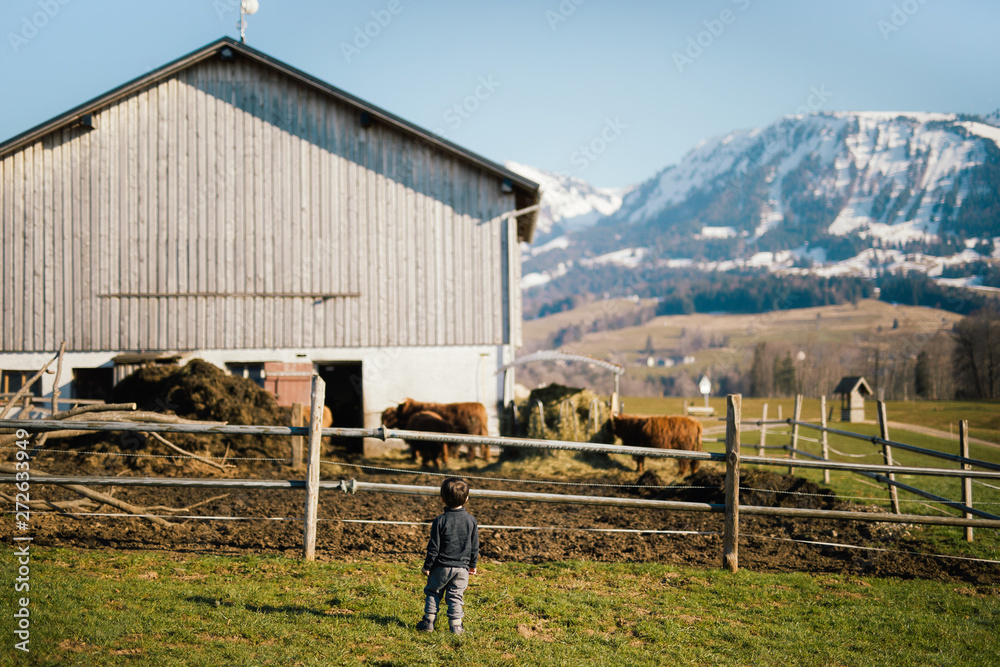 A boy looking at a bio farm of highland cows in Austria Vorarlberg