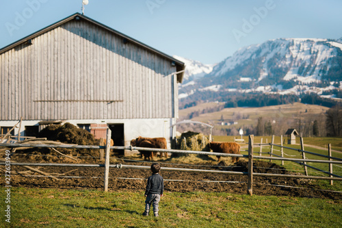 Obraz na płótnie A boy looking at a bio farm of highland cows in Austria Vorarlberg w salonie