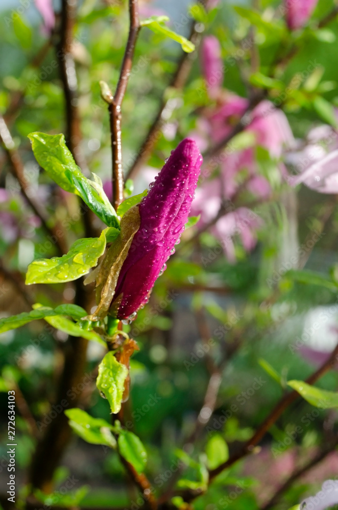 Obraz premium grasshopper on flower