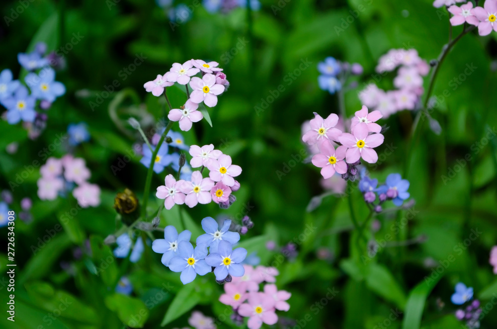 Obraz premium forget-me-not flowers