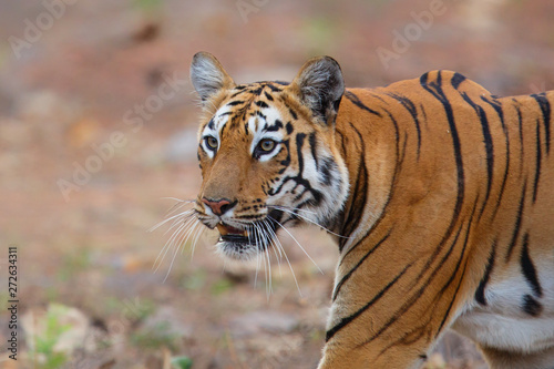 female tiger walking from the hill to Lake Tadoba in Tadoba National Park in India
