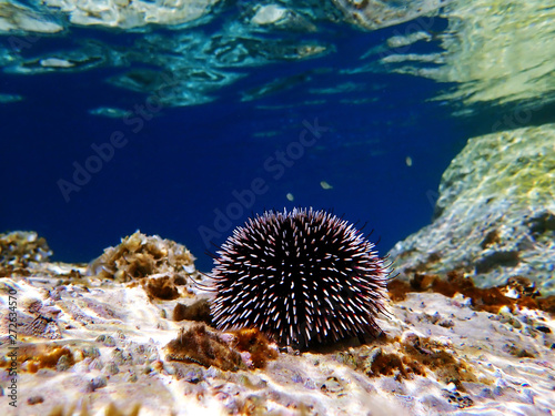 Mediterranean purple sea urchin - Sphaerechinus granularis