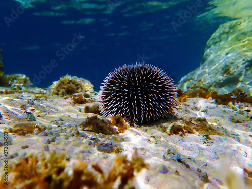 Mediterranean purple sea urchin - Sphaerechinus granularis photo